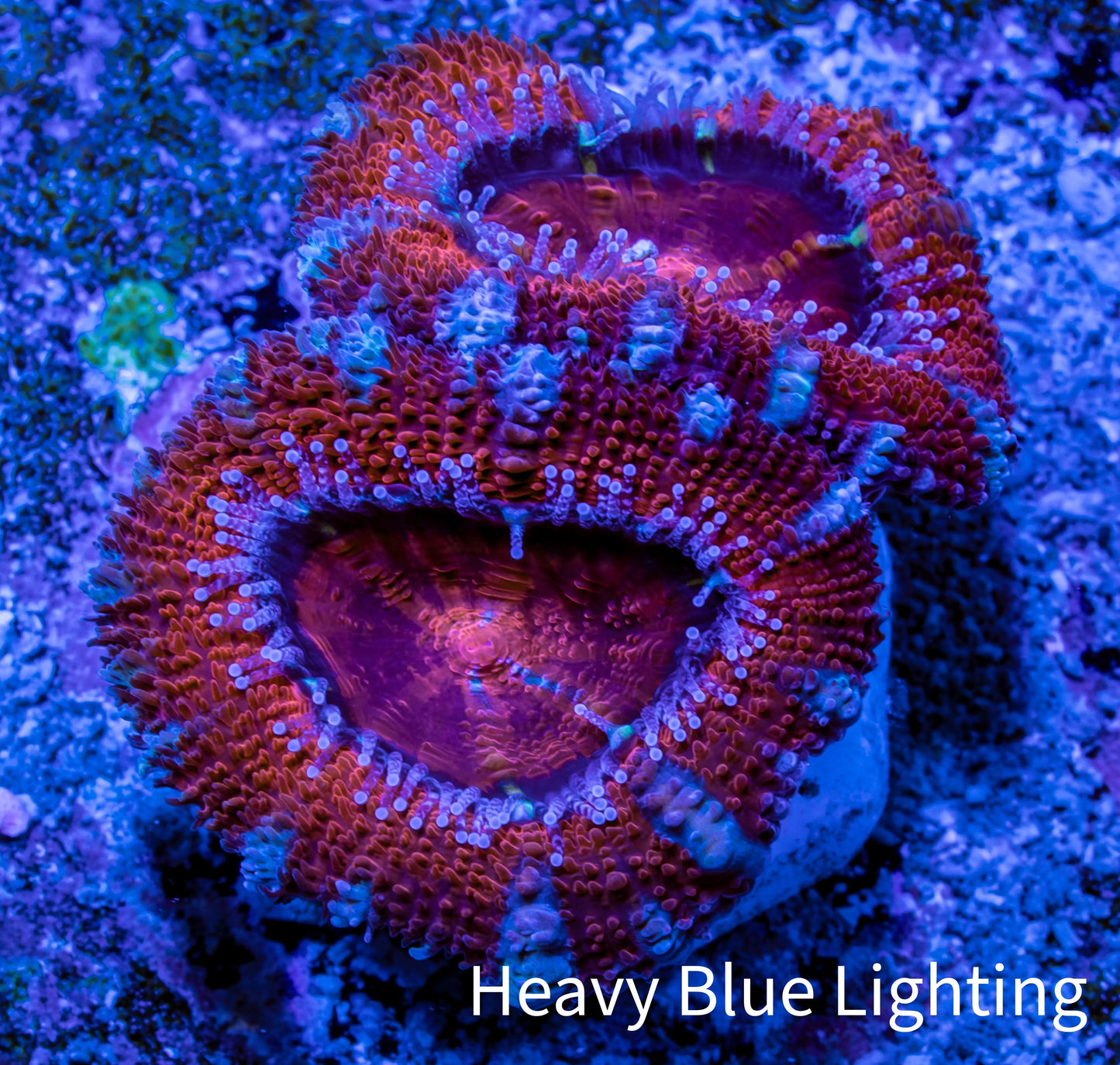 Ultra Acan Coral - Micromussa Lordhowensis - Acan Frag WYSIWYG A3R3B1 Ultra Acan Coral - Micromussa Lordhowensis - Acan Frag WYSIWYG A3R3B1 LPS Coral Ultra Acan Coral - Micromussa Lordhowensis - Acan Frag WYSIWYG A3R3B1 Zeo Box Reef