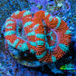 Ultra Acan Coral - Micromussa Lordhowensis - Acan Frag WYSIWYG A3R3B1 Ultra Acan Coral - Micromussa Lordhowensis - Acan Frag WYSIWYG A3R3B1 LPS Coral Ultra Acan Coral - Micromussa Lordhowensis - Acan Frag WYSIWYG A3R3B1 Zeo Box Reef