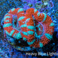 Ultra Acan Coral - Micromussa Lordhowensis - Acan Frag WYSIWYG A3R3B1 Ultra Acan Coral - Micromussa Lordhowensis - Acan Frag WYSIWYG A3R3B1 LPS Coral Ultra Acan Coral - Micromussa Lordhowensis - Acan Frag WYSIWYG A3R3B1 Zeo Box Reef