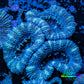 Ultra Acan Coral - Micromussa Lordhowensis - Acan Frag WYSIWYG A3R3B2 Ultra Acan Coral - Micromussa Lordhowensis - Acan Frag WYSIWYG A3R3B2 LPS Coral Ultra Acan Coral - Micromussa Lordhowensis - Acan Frag WYSIWYG A3R3B2 Zeo Box Reef