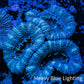 Ultra Acan Coral - Micromussa Lordhowensis - Acan Frag WYSIWYG A3R3B2 Ultra Acan Coral - Micromussa Lordhowensis - Acan Frag WYSIWYG A3R3B2 LPS Coral Ultra Acan Coral - Micromussa Lordhowensis - Acan Frag WYSIWYG A3R3B2 Zeo Box Reef