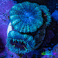 Ultra Acan Coral - Micromussa Lordhowensis - Acan Frag WYSIWYG A4R2B1 Ultra Acan Coral - Micromussa Lordhowensis - Acan Frag WYSIWYG A4R2B1 LPS Coral Ultra Acan Coral - Micromussa Lordhowensis - Acan Frag WYSIWYG A4R2B1 Zeo Box Reef