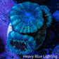 Ultra Acan Coral - Micromussa Lordhowensis - Acan Frag WYSIWYG A4R2B1 Ultra Acan Coral - Micromussa Lordhowensis - Acan Frag WYSIWYG A4R2B1 LPS Coral Ultra Acan Coral - Micromussa Lordhowensis - Acan Frag WYSIWYG A4R2B1 Zeo Box Reef
