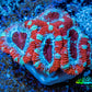 Ultra Acan Coral - Micromussa Lordhowensis - Acan Frag WYSIWYG A4R3B1 Ultra Acan Coral - Micromussa Lordhowensis - Acan Frag WYSIWYG A4R3B1 LPS Coral Ultra Acan Coral - Micromussa Lordhowensis - Acan Frag WYSIWYG A4R3B1 Zeo Box Reef
