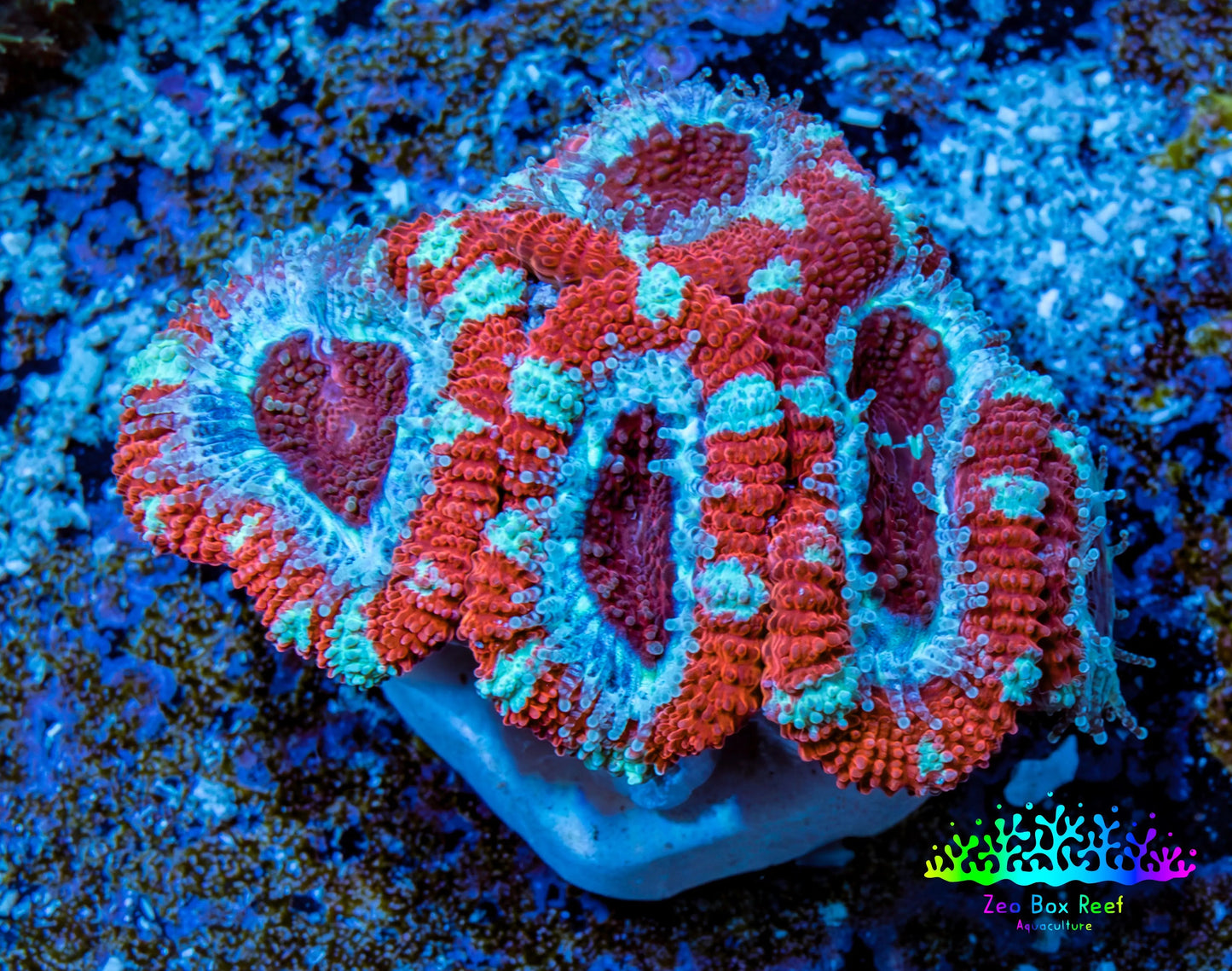 Ultra Acan Coral - Micromussa Lordhowensis - Acan Frag WYSIWYG A4R3B1 Ultra Acan Coral - Micromussa Lordhowensis - Acan Frag WYSIWYG A4R3B1 LPS Coral Ultra Acan Coral - Micromussa Lordhowensis - Acan Frag WYSIWYG A4R3B1 Zeo Box Reef