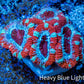 Ultra Acan Coral - Micromussa Lordhowensis - Acan Frag WYSIWYG A4R3B1 Ultra Acan Coral - Micromussa Lordhowensis - Acan Frag WYSIWYG A4R3B1 LPS Coral Ultra Acan Coral - Micromussa Lordhowensis - Acan Frag WYSIWYG A4R3B1 Zeo Box Reef