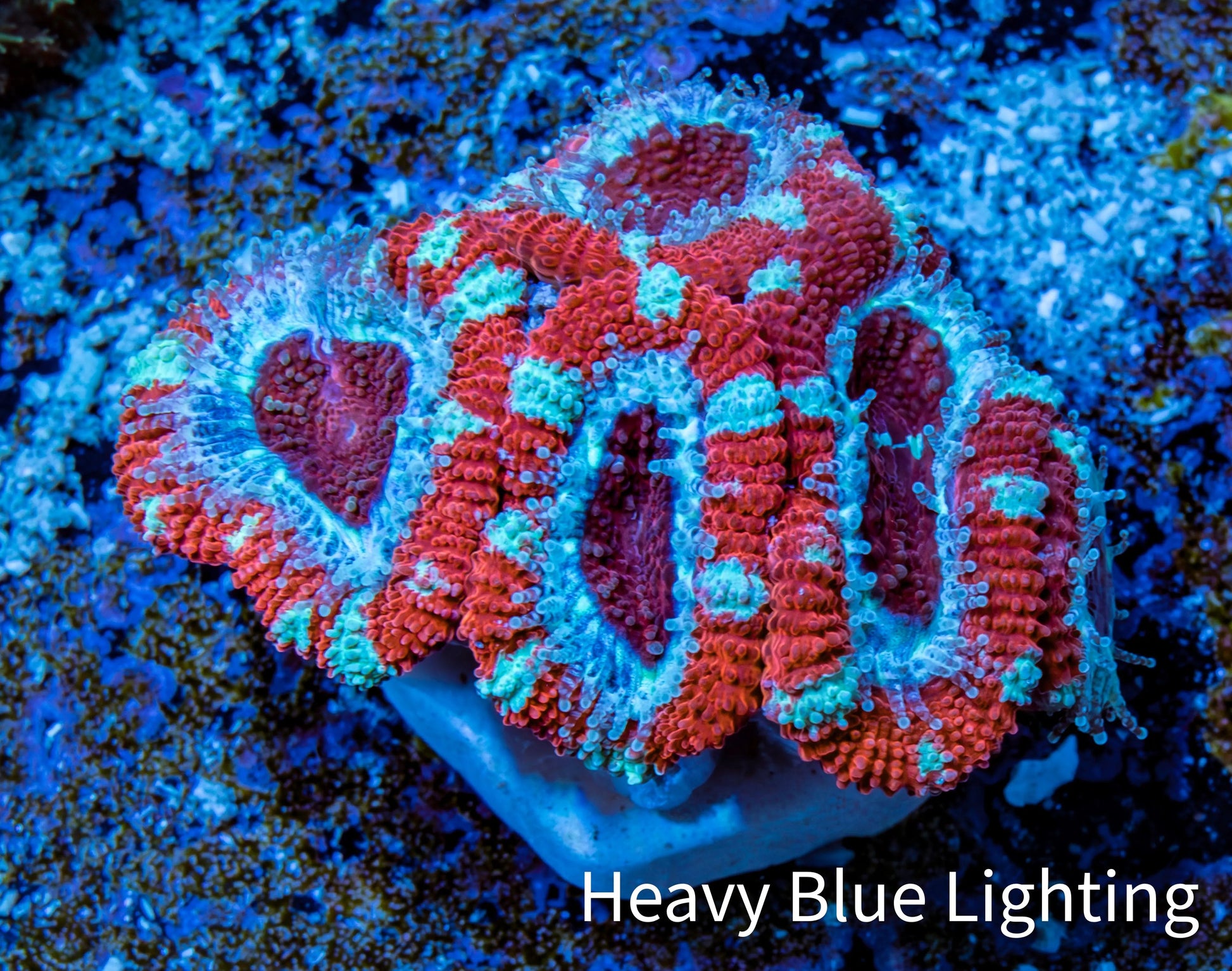 Ultra Acan Coral - Micromussa Lordhowensis - Acan Frag WYSIWYG A4R3B1 Ultra Acan Coral - Micromussa Lordhowensis - Acan Frag WYSIWYG A4R3B1 LPS Coral Ultra Acan Coral - Micromussa Lordhowensis - Acan Frag WYSIWYG A4R3B1 Zeo Box Reef