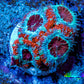 Ultra Acan Coral - Micromussa Lordhowensis - Acan Frag WYSIWYG A4R3B1 Ultra Acan Coral - Micromussa Lordhowensis - Acan Frag WYSIWYG A4R3B1 LPS Coral Ultra Acan Coral - Micromussa Lordhowensis - Acan Frag WYSIWYG A4R3B1 Zeo Box Reef