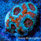 Ultra Acan Coral - Micromussa Lordhowensis - Acan Frag WYSIWYG A4R3B1 Ultra Acan Coral - Micromussa Lordhowensis - Acan Frag WYSIWYG A4R3B1 LPS Coral Ultra Acan Coral - Micromussa Lordhowensis - Acan Frag WYSIWYG A4R3B1 Zeo Box Reef
