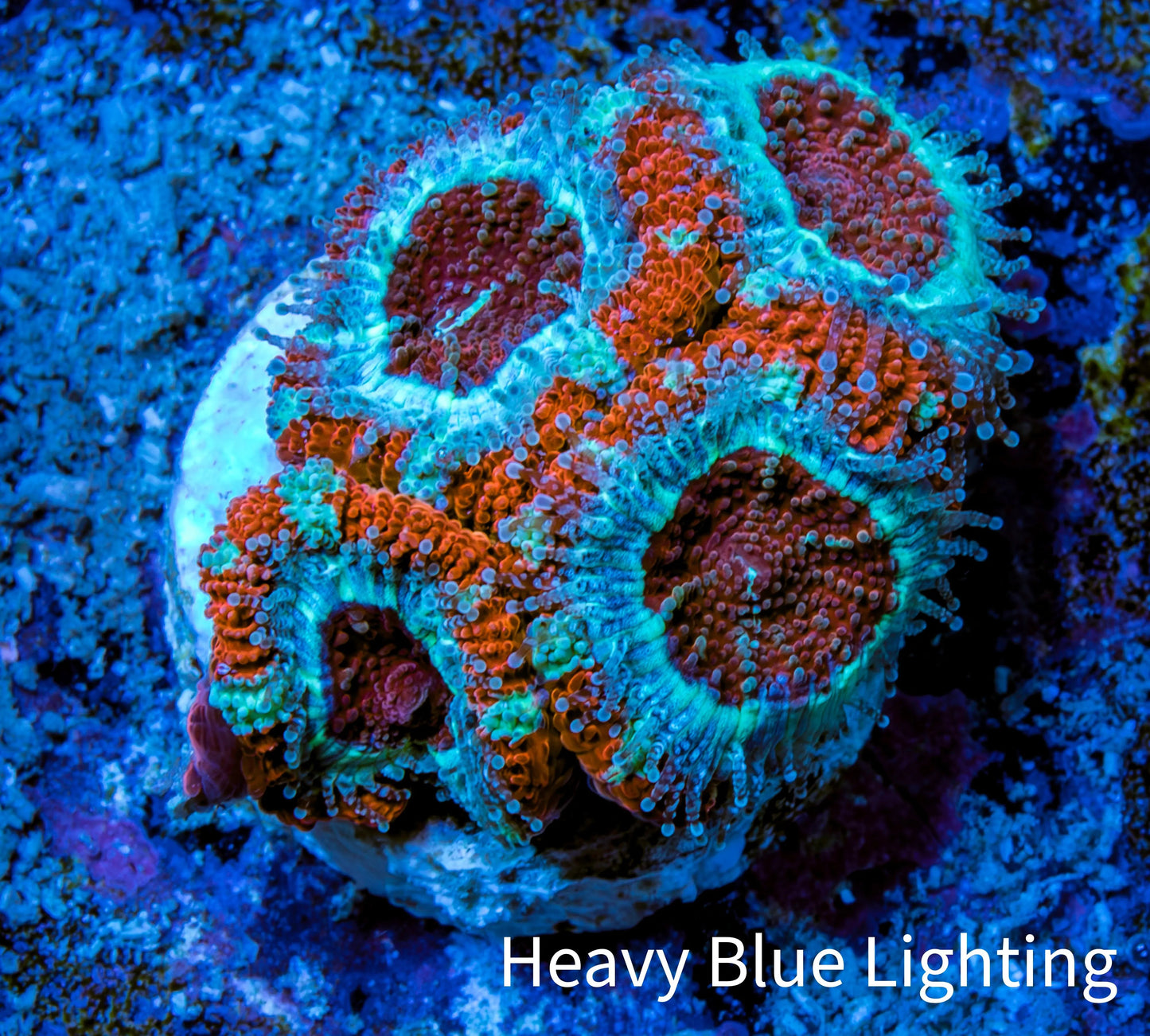 Ultra Acan Coral - Micromussa Lordhowensis - Acan Frag WYSIWYG A4R3B1 Ultra Acan Coral - Micromussa Lordhowensis - Acan Frag WYSIWYG A4R3B1 LPS Coral Ultra Acan Coral - Micromussa Lordhowensis - Acan Frag WYSIWYG A4R3B1 Zeo Box Reef