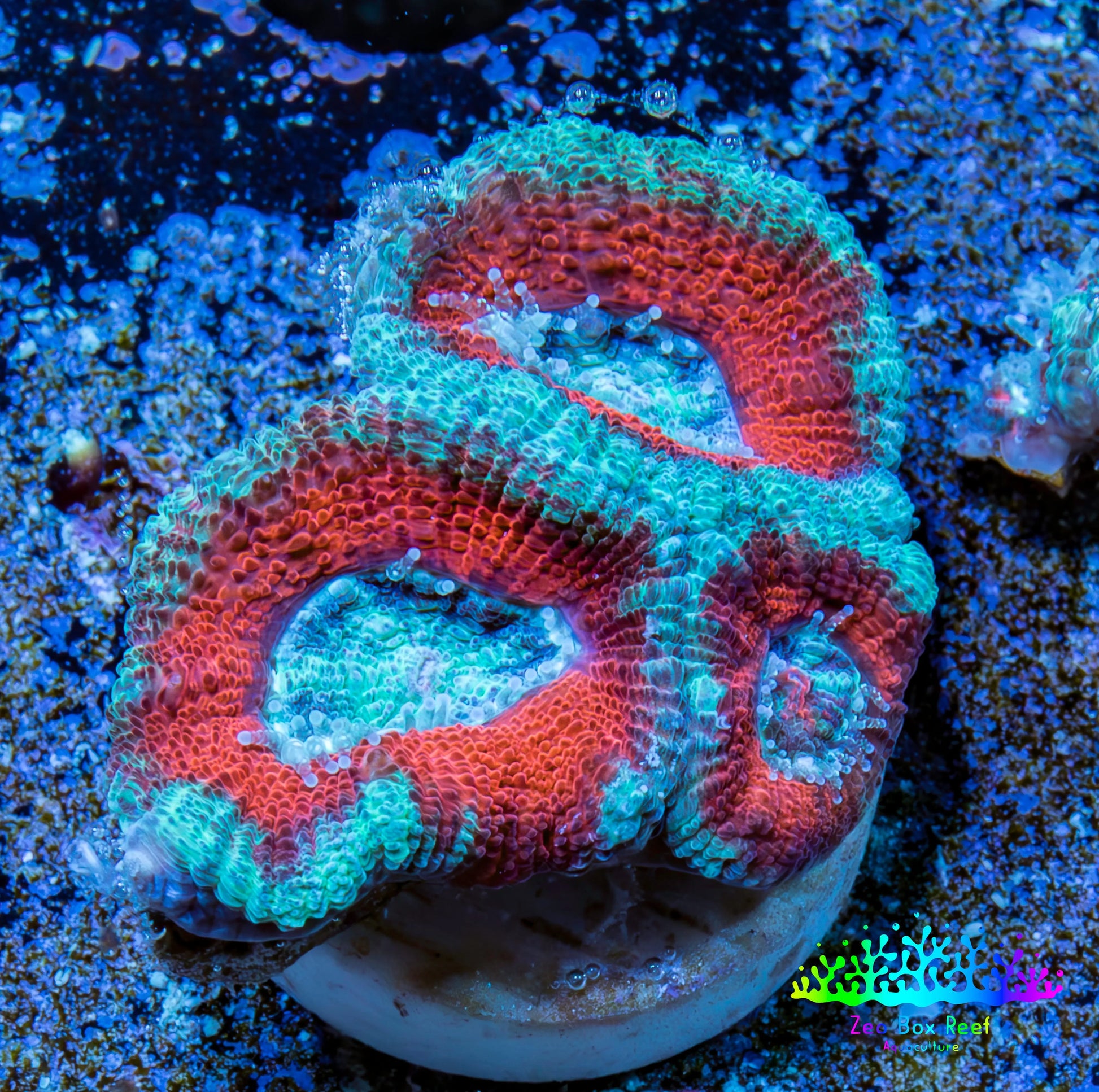 Ultra Acan Coral - Micromussa Lordhowensis - Acan Frag WYSIWYG A5R3B1 Ultra Acan Coral - Micromussa Lordhowensis - Acan Frag WYSIWYG A5R3B1 LPS Coral Ultra Acan Coral - Micromussa Lordhowensis - Acan Frag WYSIWYG A5R3B1 Zeo Box Reef