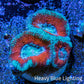 Ultra Acan Coral - Micromussa Lordhowensis - Acan Frag WYSIWYG A5R3B1 Ultra Acan Coral - Micromussa Lordhowensis - Acan Frag WYSIWYG A5R3B1 LPS Coral Ultra Acan Coral - Micromussa Lordhowensis - Acan Frag WYSIWYG A5R3B1 Zeo Box Reef