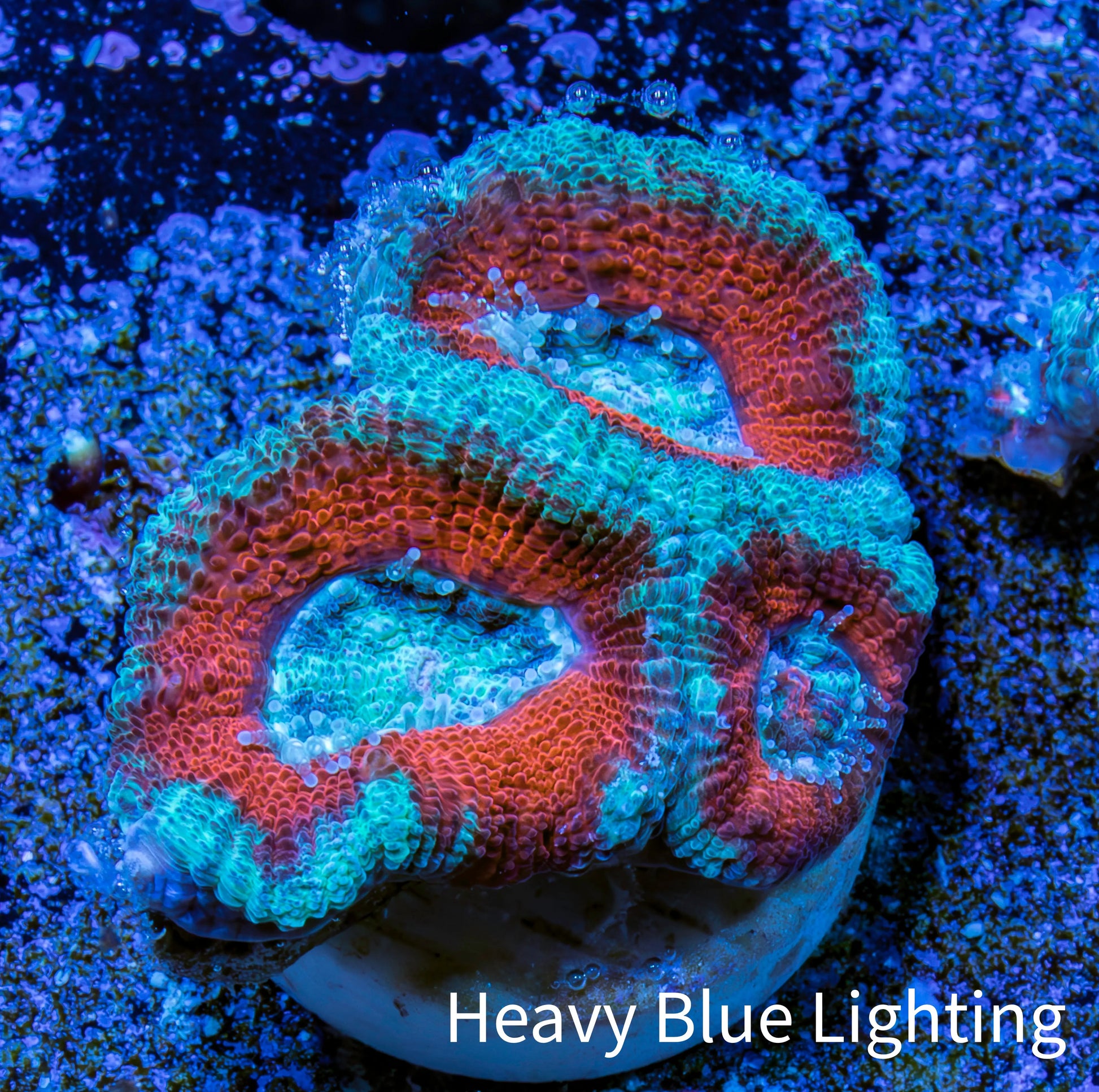 Ultra Acan Coral - Micromussa Lordhowensis - Acan Frag WYSIWYG A5R3B1 Ultra Acan Coral - Micromussa Lordhowensis - Acan Frag WYSIWYG A5R3B1 LPS Coral Ultra Acan Coral - Micromussa Lordhowensis - Acan Frag WYSIWYG A5R3B1 Zeo Box Reef
