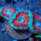Ultra Acan Coral - Micromussa Lordhowensis - Acan Frag WYSIWYG A6R3B1 Ultra Acan Coral - Micromussa Lordhowensis - Acan Frag WYSIWYG A6R3B1 LPS Coral Ultra Acan Coral - Micromussa Lordhowensis - Acan Frag WYSIWYG A6R3B1 Zeo Box Reef