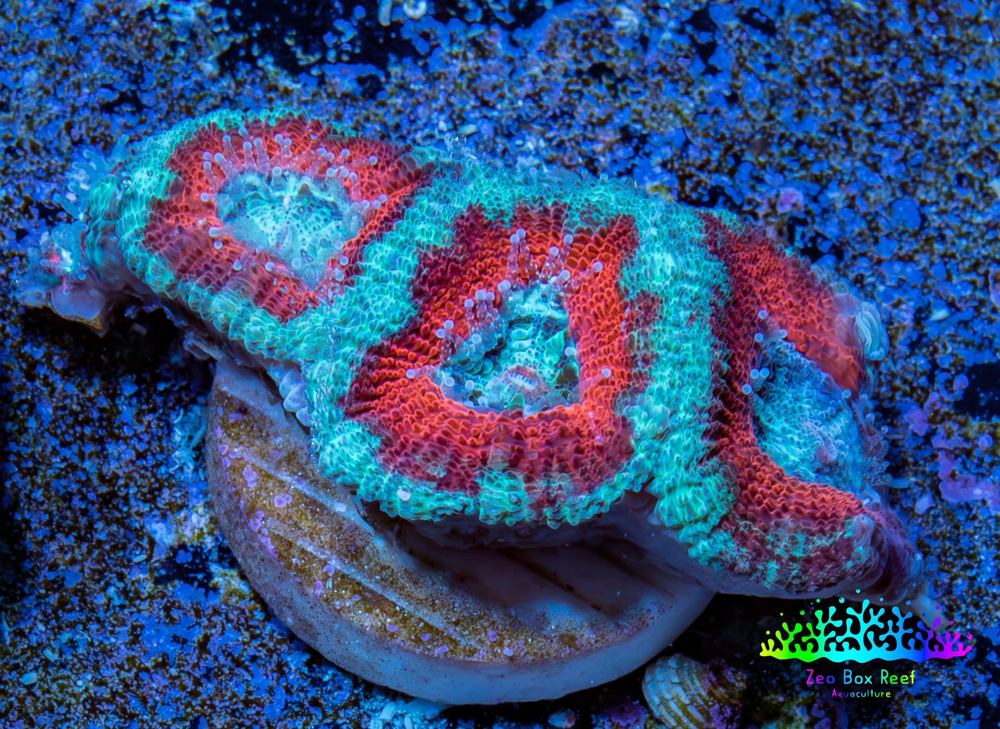 Ultra Acan Coral - Micromussa Lordhowensis - Acan Frag WYSIWYG A6R3B1 Ultra Acan Coral - Micromussa Lordhowensis - Acan Frag WYSIWYG A6R3B1 LPS Coral Ultra Acan Coral - Micromussa Lordhowensis - Acan Frag WYSIWYG A6R3B1 Zeo Box Reef