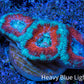 Ultra Acan Coral - Micromussa Lordhowensis - Acan Frag WYSIWYG A6R3B1 Ultra Acan Coral - Micromussa Lordhowensis - Acan Frag WYSIWYG A6R3B1 LPS Coral Ultra Acan Coral - Micromussa Lordhowensis - Acan Frag WYSIWYG A6R3B1 Zeo Box Reef