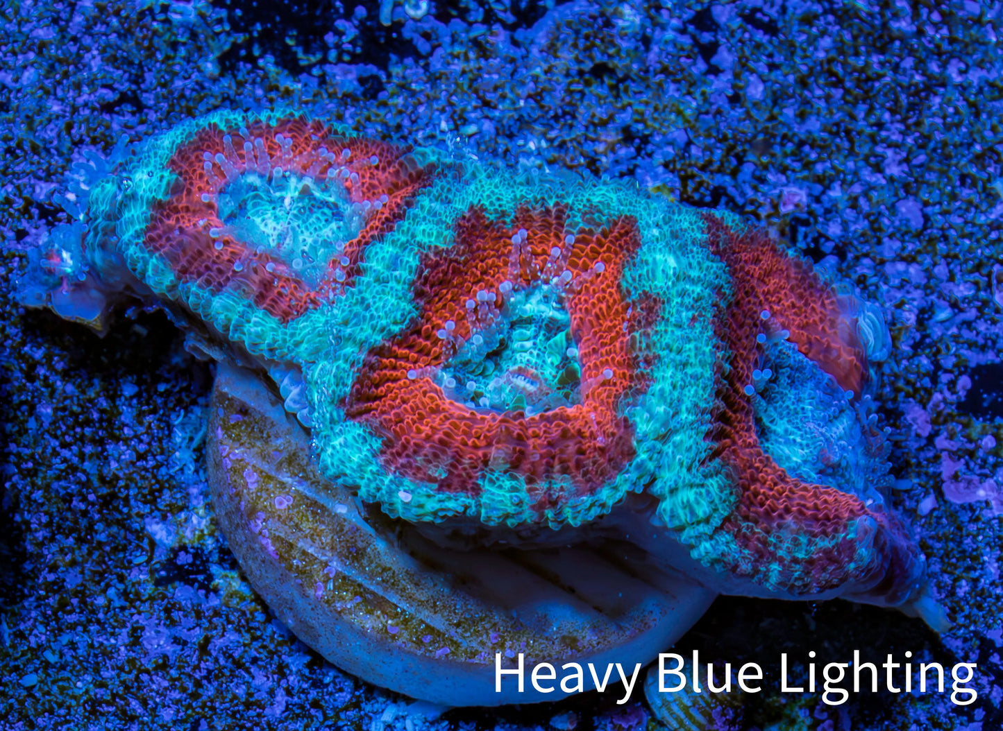 Ultra Acan Coral - Micromussa Lordhowensis - Acan Frag WYSIWYG A6R3B1 Ultra Acan Coral - Micromussa Lordhowensis - Acan Frag WYSIWYG A6R3B1 LPS Coral Ultra Acan Coral - Micromussa Lordhowensis - Acan Frag WYSIWYG A6R3B1 Zeo Box Reef
