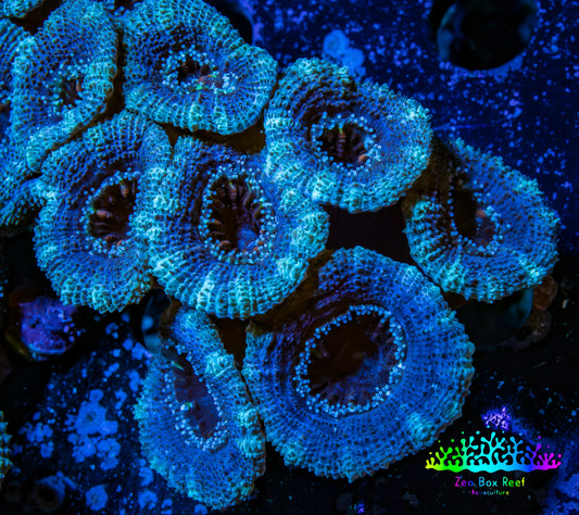 Ultra Acan Coral - Micromussa Lordhowensis - Acan Frag WYSIWYG B10R3B2 Ultra Acan Coral - Micromussa Lordhowensis - Acan Frag WYSIWYG B10R3B2 LPS Coral Ultra Acan Coral - Micromussa Lordhowensis - Acan Frag WYSIWYG B10R3B2 Zeo Box Reef