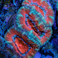 Ultra Acan Coral - Micromussa Lordhowensis - Acan Frag WYSIWYG B1R2B1 Ultra Acan Coral - Micromussa Lordhowensis - Acan Frag WYSIWYG B1R2B1 LPS Coral Ultra Acan Coral - Micromussa Lordhowensis - Acan Frag WYSIWYG B1R2B1 Zeo Box Reef