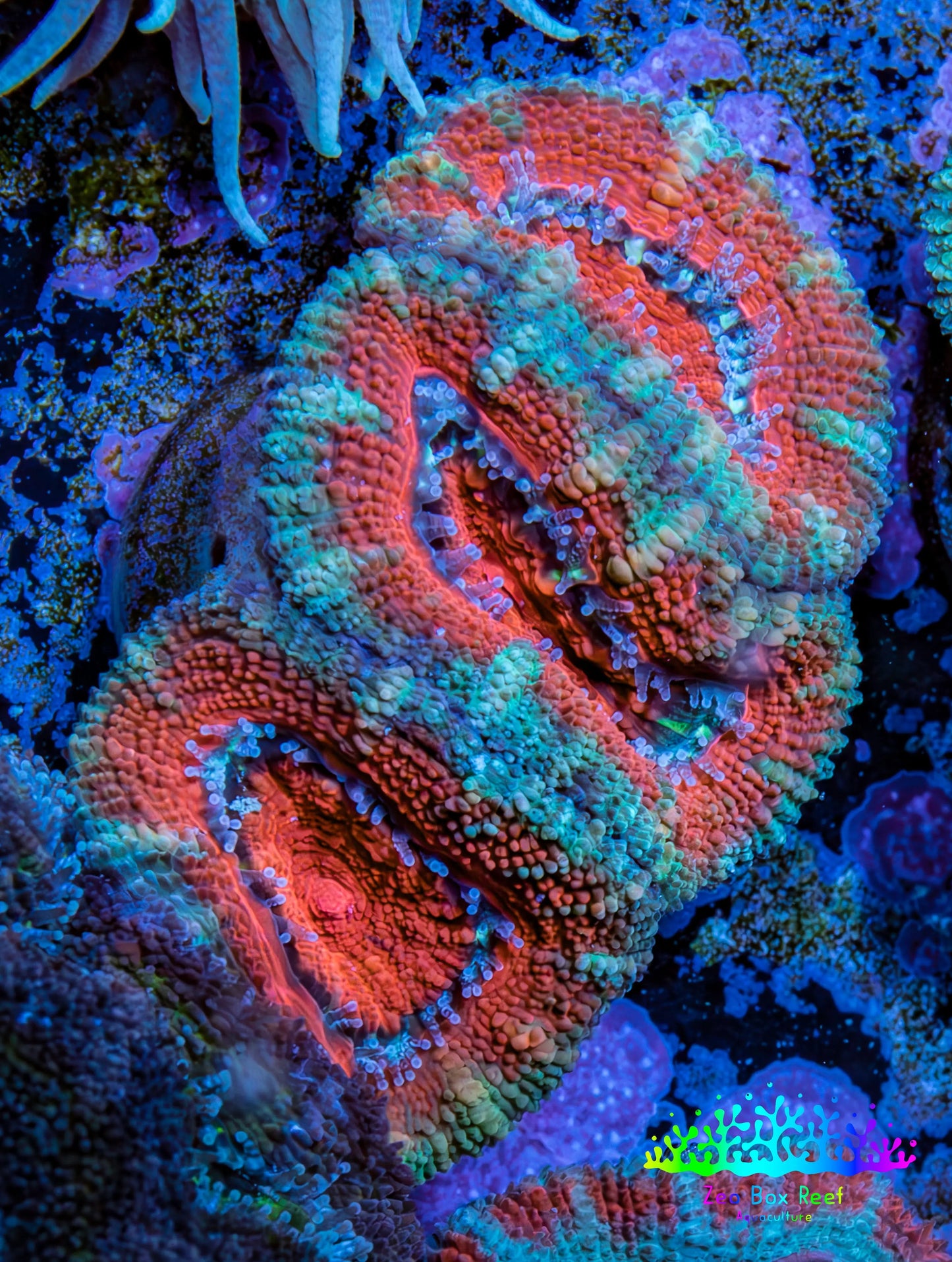 Ultra Acan Coral - Micromussa Lordhowensis - Acan Frag WYSIWYG B1R2B1 Ultra Acan Coral - Micromussa Lordhowensis - Acan Frag WYSIWYG B1R2B1 LPS Coral Ultra Acan Coral - Micromussa Lordhowensis - Acan Frag WYSIWYG B1R2B1 Zeo Box Reef