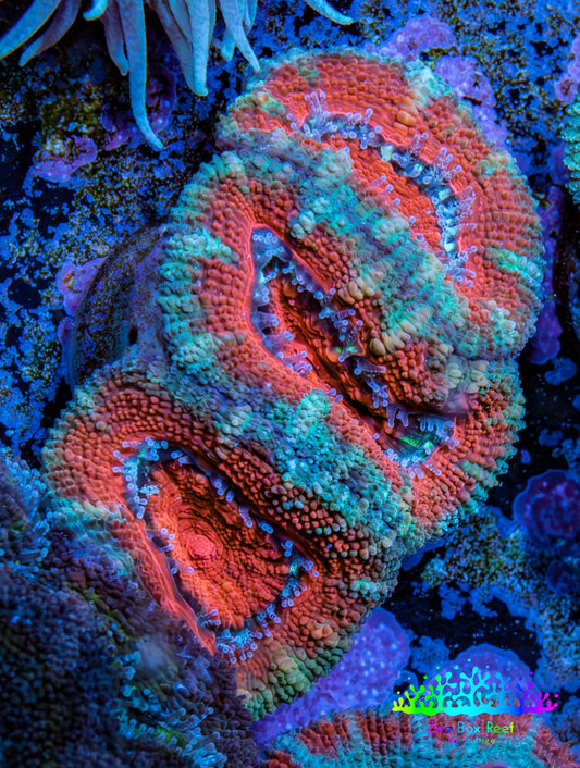 Ultra Acan Coral - Micromussa Lordhowensis - Acan Frag WYSIWYG B1R2B1 Ultra Acan Coral - Micromussa Lordhowensis - Acan Frag WYSIWYG B1R2B1 LPS Coral Ultra Acan Coral - Micromussa Lordhowensis - Acan Frag WYSIWYG B1R2B1 Zeo Box Reef