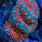 Ultra Acan Coral - Micromussa Lordhowensis - Acan Frag WYSIWYG B1R2B1 Ultra Acan Coral - Micromussa Lordhowensis - Acan Frag WYSIWYG B1R2B1 LPS Coral Ultra Acan Coral - Micromussa Lordhowensis - Acan Frag WYSIWYG B1R2B1 Zeo Box Reef