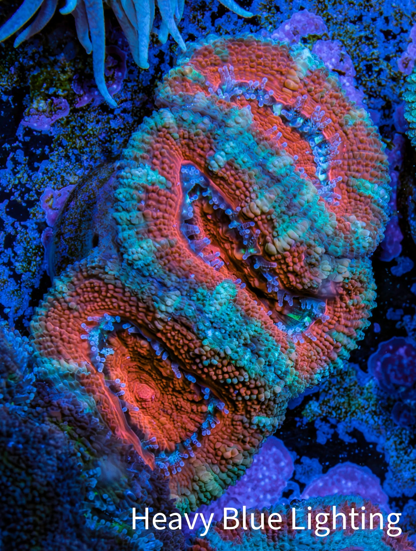 Ultra Acan Coral - Micromussa Lordhowensis - Acan Frag WYSIWYG B1R2B1 Ultra Acan Coral - Micromussa Lordhowensis - Acan Frag WYSIWYG B1R2B1 LPS Coral Ultra Acan Coral - Micromussa Lordhowensis - Acan Frag WYSIWYG B1R2B1 Zeo Box Reef