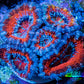 Ultra Acan Coral - Micromussa Lordhowensis - Acan Frag WYSIWYG B1R3B1 Ultra Acan Coral - Micromussa Lordhowensis - Acan Frag WYSIWYG B1R3B1 LPS Coral Ultra Acan Coral - Micromussa Lordhowensis - Acan Frag WYSIWYG B1R3B1 Zeo Box Reef