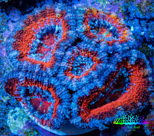 Ultra Acan Coral - Micromussa Lordhowensis - Acan Frag WYSIWYG B1R3B1 Ultra Acan Coral - Micromussa Lordhowensis - Acan Frag WYSIWYG B1R3B1 LPS Coral Ultra Acan Coral - Micromussa Lordhowensis - Acan Frag WYSIWYG B1R3B1 Zeo Box Reef