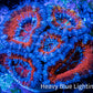 Ultra Acan Coral - Micromussa Lordhowensis - Acan Frag WYSIWYG B1R3B1 Ultra Acan Coral - Micromussa Lordhowensis - Acan Frag WYSIWYG B1R3B1 LPS Coral Ultra Acan Coral - Micromussa Lordhowensis - Acan Frag WYSIWYG B1R3B1 Zeo Box Reef