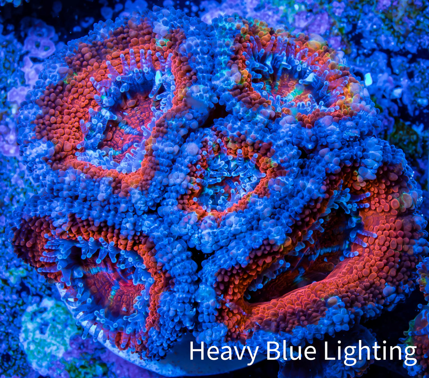 Ultra Acan Coral - Micromussa Lordhowensis - Acan Frag WYSIWYG B1R3B1 Ultra Acan Coral - Micromussa Lordhowensis - Acan Frag WYSIWYG B1R3B1 LPS Coral Ultra Acan Coral - Micromussa Lordhowensis - Acan Frag WYSIWYG B1R3B1 Zeo Box Reef