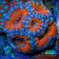 Ultra Acan Coral - Micromussa Lordhowensis - Acan Frag WYSIWYG B1R3B1 Ultra Acan Coral - Micromussa Lordhowensis - Acan Frag WYSIWYG B1R3B1 LPS Coral Ultra Acan Coral - Micromussa Lordhowensis - Acan Frag WYSIWYG B1R3B1 Zeo Box Reef