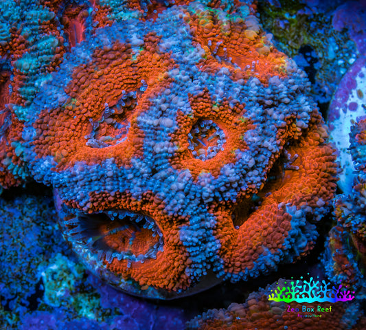 Ultra Acan Coral - Micromussa Lordhowensis - Acan Frag WYSIWYG B1R3B1 Ultra Acan Coral - Micromussa Lordhowensis - Acan Frag WYSIWYG B1R3B1 LPS Coral Ultra Acan Coral - Micromussa Lordhowensis - Acan Frag WYSIWYG B1R3B1 Zeo Box Reef