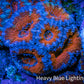 Ultra Acan Coral - Micromussa Lordhowensis - Acan Frag WYSIWYG B1R3B1 Ultra Acan Coral - Micromussa Lordhowensis - Acan Frag WYSIWYG B1R3B1 LPS Coral Ultra Acan Coral - Micromussa Lordhowensis - Acan Frag WYSIWYG B1R3B1 Zeo Box Reef