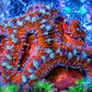 Ultra Acan Coral - Micromussa Lordhowensis - Acan Frag WYSIWYG B1R3B1 Ultra Acan Coral - Micromussa Lordhowensis - Acan Frag WYSIWYG B1R3B1 LPS Coral Ultra Acan Coral - Micromussa Lordhowensis - Acan Frag WYSIWYG B1R3B1 Zeo Box Reef