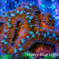 Ultra Acan Coral - Micromussa Lordhowensis - Acan Frag WYSIWYG B1R3B1 Ultra Acan Coral - Micromussa Lordhowensis - Acan Frag WYSIWYG B1R3B1 LPS Coral Ultra Acan Coral - Micromussa Lordhowensis - Acan Frag WYSIWYG B1R3B1 Zeo Box Reef