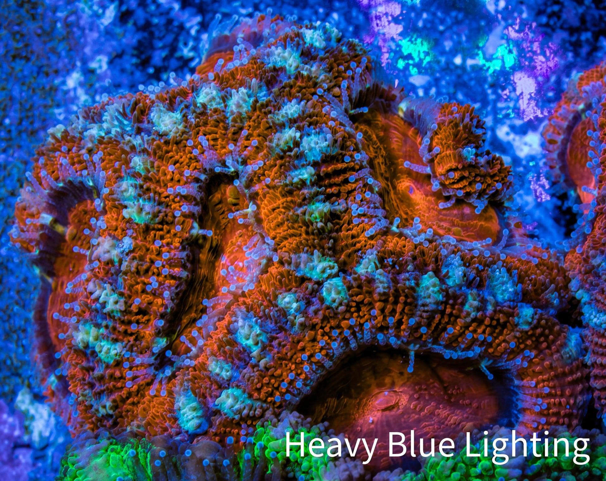 Ultra Acan Coral - Micromussa Lordhowensis - Acan Frag WYSIWYG B1R3B1 Ultra Acan Coral - Micromussa Lordhowensis - Acan Frag WYSIWYG B1R3B1 LPS Coral Ultra Acan Coral - Micromussa Lordhowensis - Acan Frag WYSIWYG B1R3B1 Zeo Box Reef