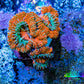 Ultra Acan Coral - Micromussa Lordhowensis - Acan Frag WYSIWYG B1R3B1 Ultra Acan Coral - Micromussa Lordhowensis - Acan Frag WYSIWYG B1R3B1 LPS Coral Ultra Acan Coral - Micromussa Lordhowensis - Acan Frag WYSIWYG B1R3B1 Zeo Box Reef
