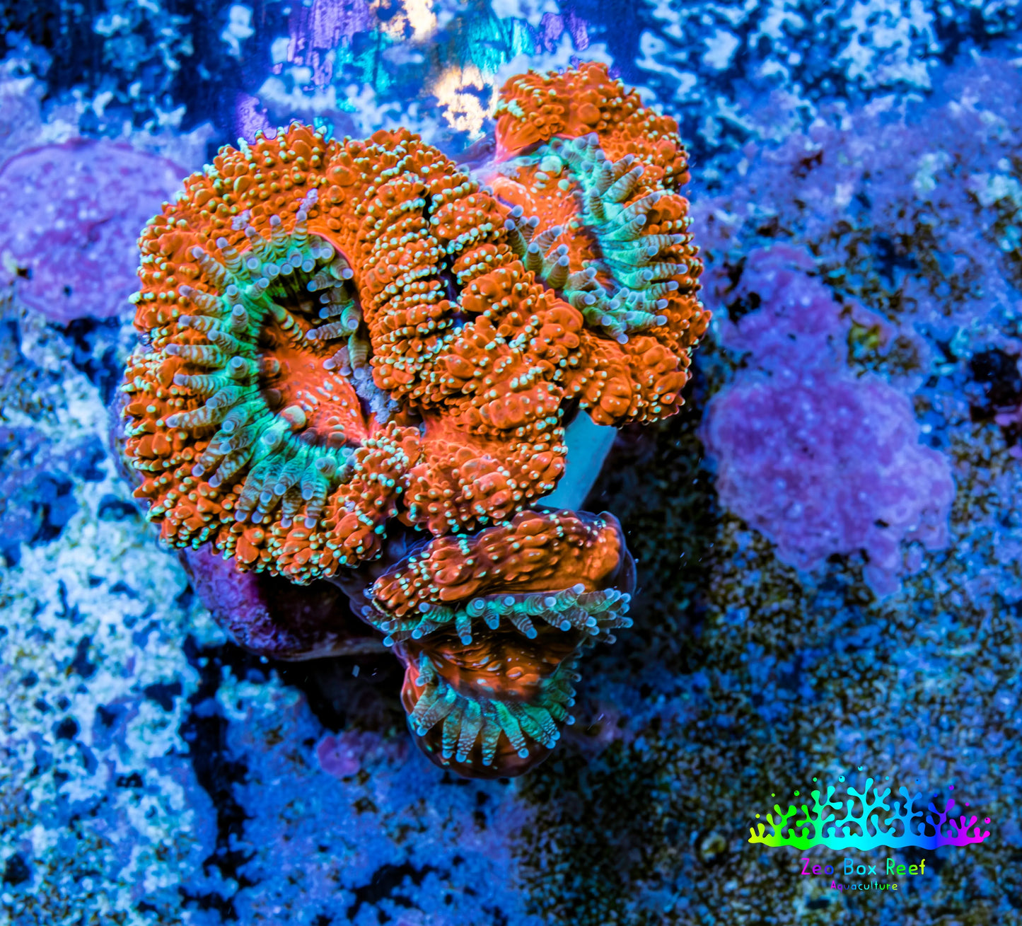 Ultra Acan Coral - Micromussa Lordhowensis - Acan Frag WYSIWYG B1R3B1 Ultra Acan Coral - Micromussa Lordhowensis - Acan Frag WYSIWYG B1R3B1 LPS Coral Ultra Acan Coral - Micromussa Lordhowensis - Acan Frag WYSIWYG B1R3B1 Zeo Box Reef