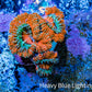 Ultra Acan Coral - Micromussa Lordhowensis - Acan Frag WYSIWYG B1R3B1 Ultra Acan Coral - Micromussa Lordhowensis - Acan Frag WYSIWYG B1R3B1 LPS Coral Ultra Acan Coral - Micromussa Lordhowensis - Acan Frag WYSIWYG B1R3B1 Zeo Box Reef