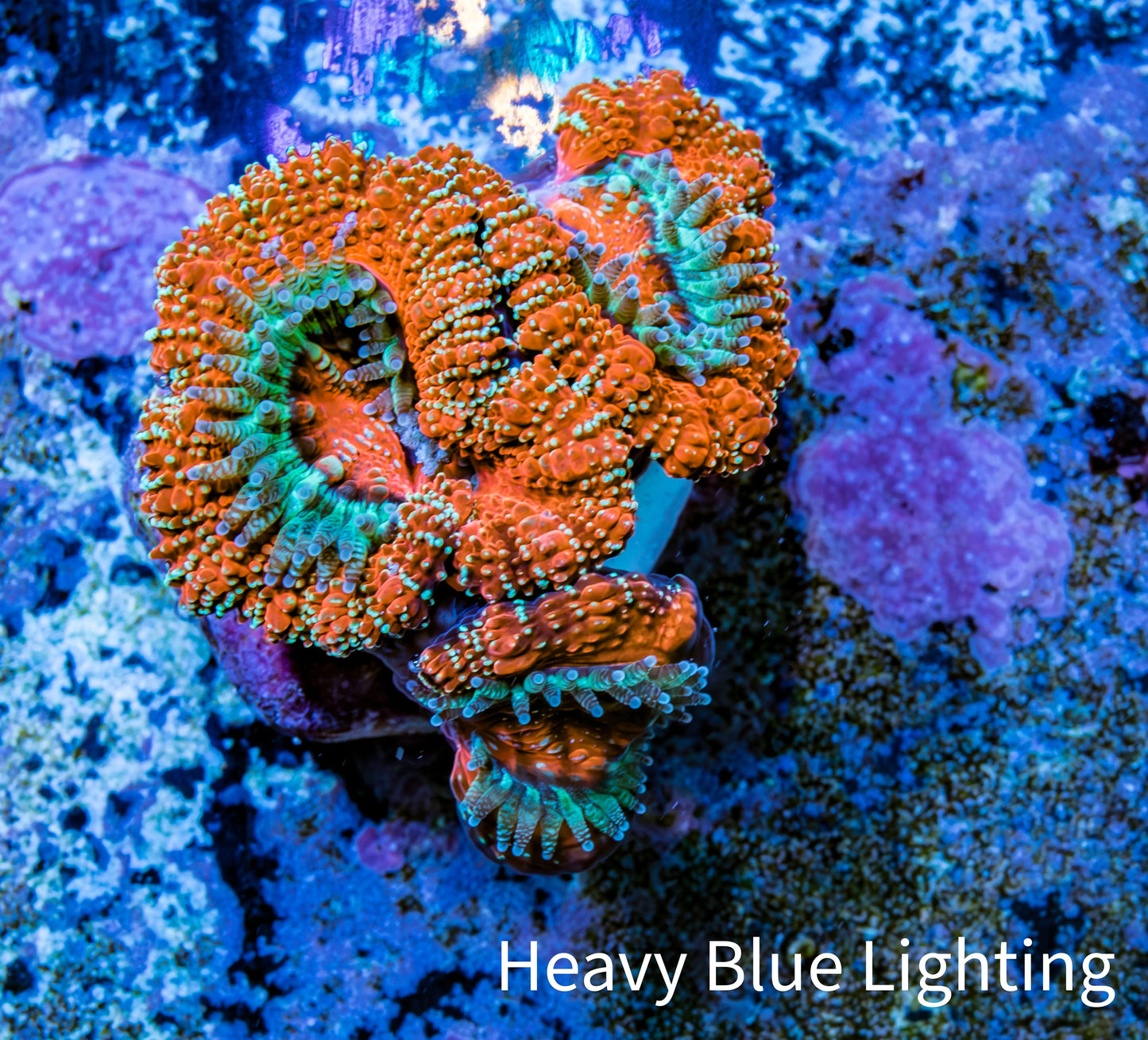 Ultra Acan Coral - Micromussa Lordhowensis - Acan Frag WYSIWYG B1R3B1 Ultra Acan Coral - Micromussa Lordhowensis - Acan Frag WYSIWYG B1R3B1 LPS Coral Ultra Acan Coral - Micromussa Lordhowensis - Acan Frag WYSIWYG B1R3B1 Zeo Box Reef