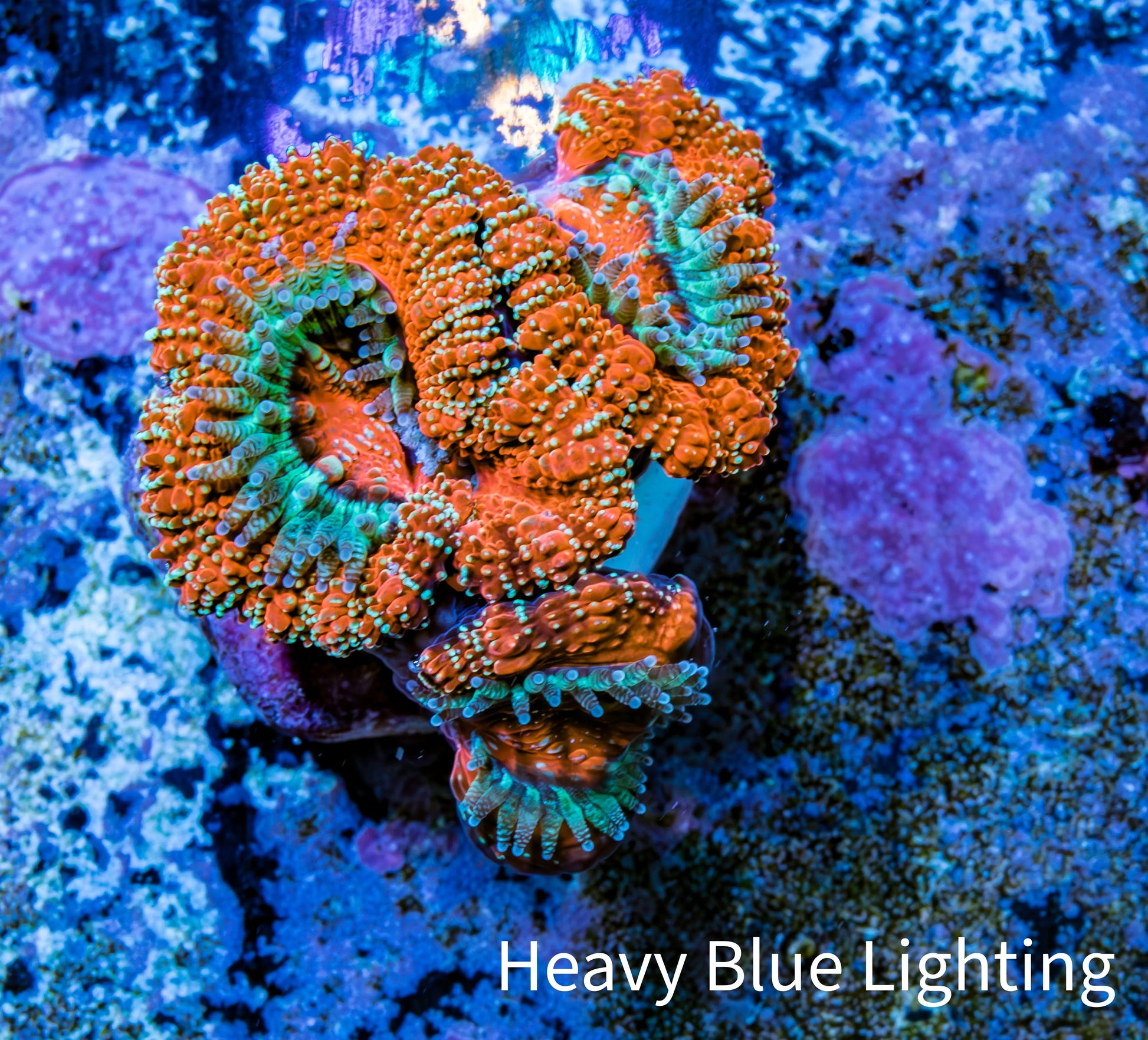 Ultra Acan Coral - Micromussa Lordhowensis - Acan Frag WYSIWYG B1R3B1 Ultra Acan Coral - Micromussa Lordhowensis - Acan Frag WYSIWYG B1R3B1 LPS Coral Ultra Acan Coral - Micromussa Lordhowensis - Acan Frag WYSIWYG B1R3B1 Zeo Box Reef