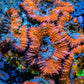 Ultra Acan Coral - Micromussa Lordhowensis - Acan Frag WYSIWYG B1R3B1 Ultra Acan Coral - Micromussa Lordhowensis - Acan Frag WYSIWYG B1R3B1 LPS Coral Ultra Acan Coral - Micromussa Lordhowensis - Acan Frag WYSIWYG B1R3B1 Zeo Box Reef