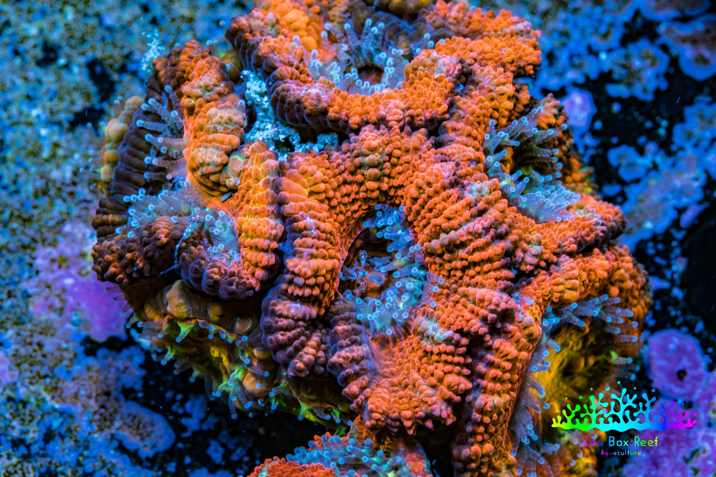 Ultra Acan Coral - Micromussa Lordhowensis - Acan Frag WYSIWYG B1R3B1 Ultra Acan Coral - Micromussa Lordhowensis - Acan Frag WYSIWYG B1R3B1 LPS Coral Ultra Acan Coral - Micromussa Lordhowensis - Acan Frag WYSIWYG B1R3B1 Zeo Box Reef