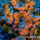 Ultra Acan Coral - Micromussa Lordhowensis - Acan Frag WYSIWYG B1R3B1 Ultra Acan Coral - Micromussa Lordhowensis - Acan Frag WYSIWYG B1R3B1 LPS Coral Ultra Acan Coral - Micromussa Lordhowensis - Acan Frag WYSIWYG B1R3B1 Zeo Box Reef