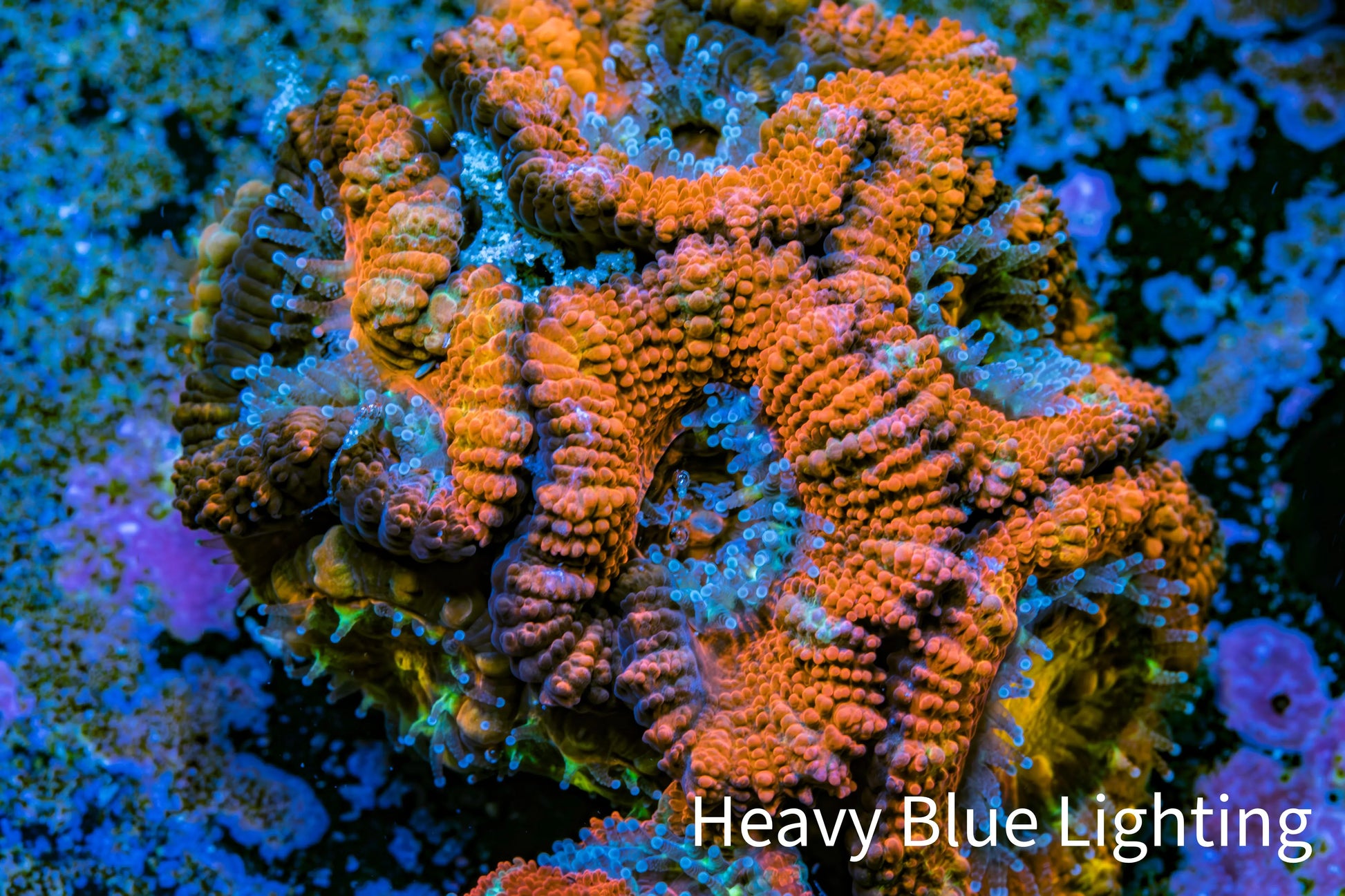 Ultra Acan Coral - Micromussa Lordhowensis - Acan Frag WYSIWYG B1R3B1 Ultra Acan Coral - Micromussa Lordhowensis - Acan Frag WYSIWYG B1R3B1 LPS Coral Ultra Acan Coral - Micromussa Lordhowensis - Acan Frag WYSIWYG B1R3B1 Zeo Box Reef