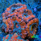 Ultra Acan Coral - Micromussa Lordhowensis - Acan Frag WYSIWYG B1R3B1 Ultra Acan Coral - Micromussa Lordhowensis - Acan Frag WYSIWYG B1R3B1 LPS Coral Ultra Acan Coral - Micromussa Lordhowensis - Acan Frag WYSIWYG B1R3B1 Zeo Box Reef