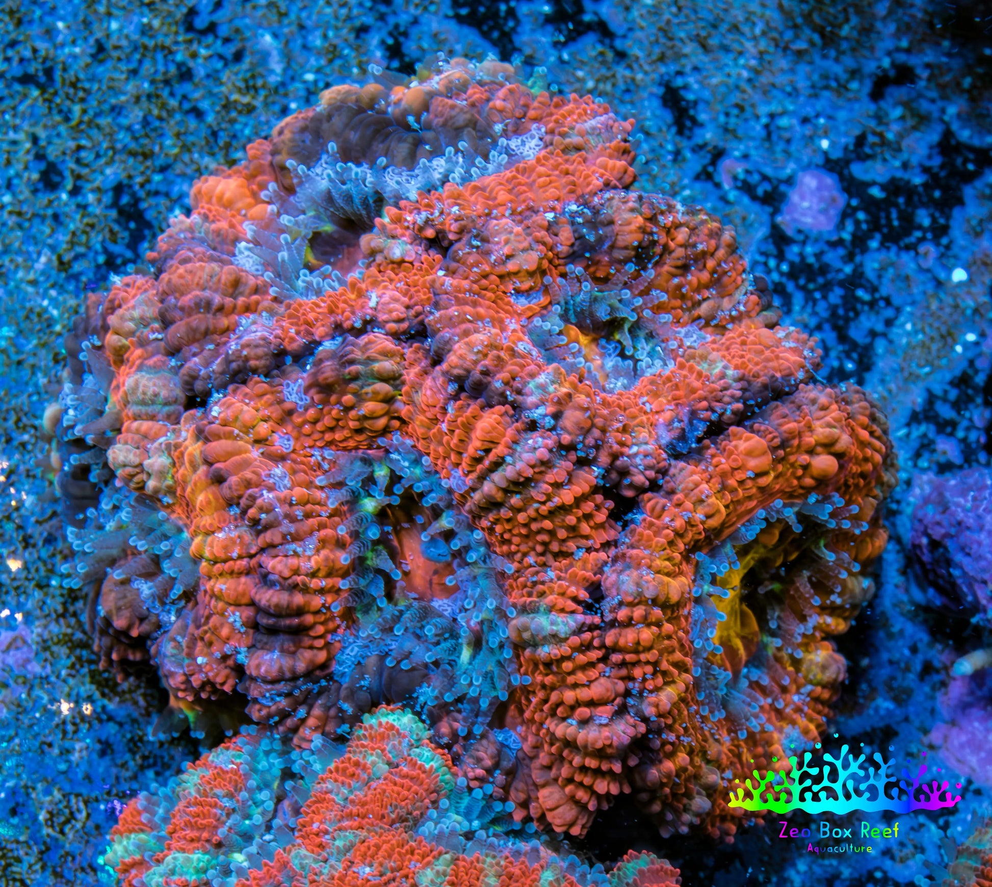 Ultra Acan Coral - Micromussa Lordhowensis - Acan Frag WYSIWYG B1R3B1 Ultra Acan Coral - Micromussa Lordhowensis - Acan Frag WYSIWYG B1R3B1 LPS Coral Ultra Acan Coral - Micromussa Lordhowensis - Acan Frag WYSIWYG B1R3B1 Zeo Box Reef