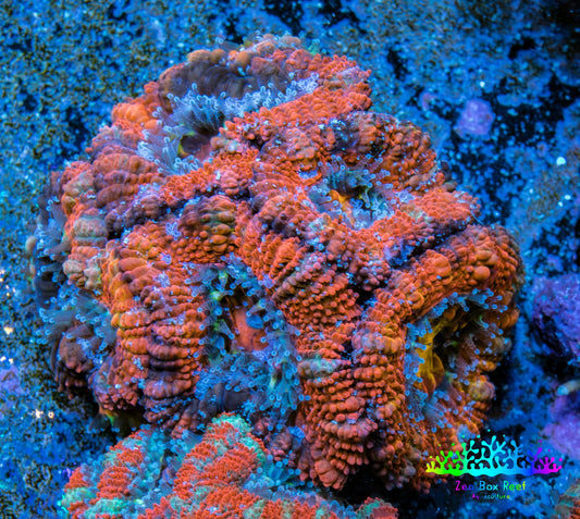 Ultra Acan Coral - Micromussa Lordhowensis - Acan Frag WYSIWYG B1R3B1 Ultra Acan Coral - Micromussa Lordhowensis - Acan Frag WYSIWYG B1R3B1 LPS Coral Ultra Acan Coral - Micromussa Lordhowensis - Acan Frag WYSIWYG B1R3B1 Zeo Box Reef