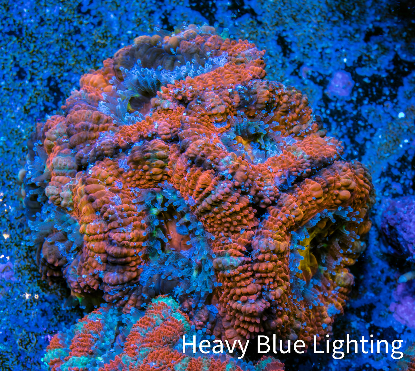 Ultra Acan Coral - Micromussa Lordhowensis - Acan Frag WYSIWYG B1R3B1 Ultra Acan Coral - Micromussa Lordhowensis - Acan Frag WYSIWYG B1R3B1 LPS Coral Ultra Acan Coral - Micromussa Lordhowensis - Acan Frag WYSIWYG B1R3B1 Zeo Box Reef